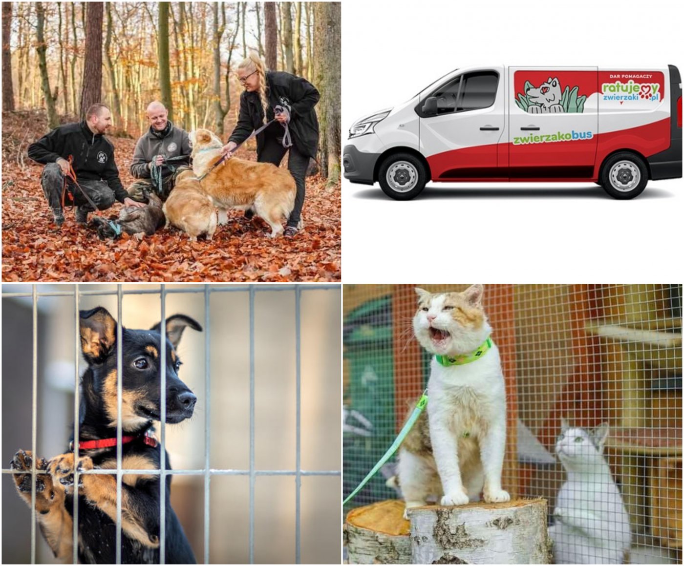 Kolaż zdjęć. U góry po lewej: pracownicy i wolontariusze gdyńskiego schroniska na spacerze z psami. U góry po prawej: Zwierzakobus. Na dole po lewej: jeden z psów z gdyńskiego schroniska. Na dole po prawej: koty z gdyńskiego schroniska // fot. materiały prasowe OTOZ Animals Schronisko „Ciapkowo”/ mat. pras. fundacji RatujemyZwierzaki.pl 