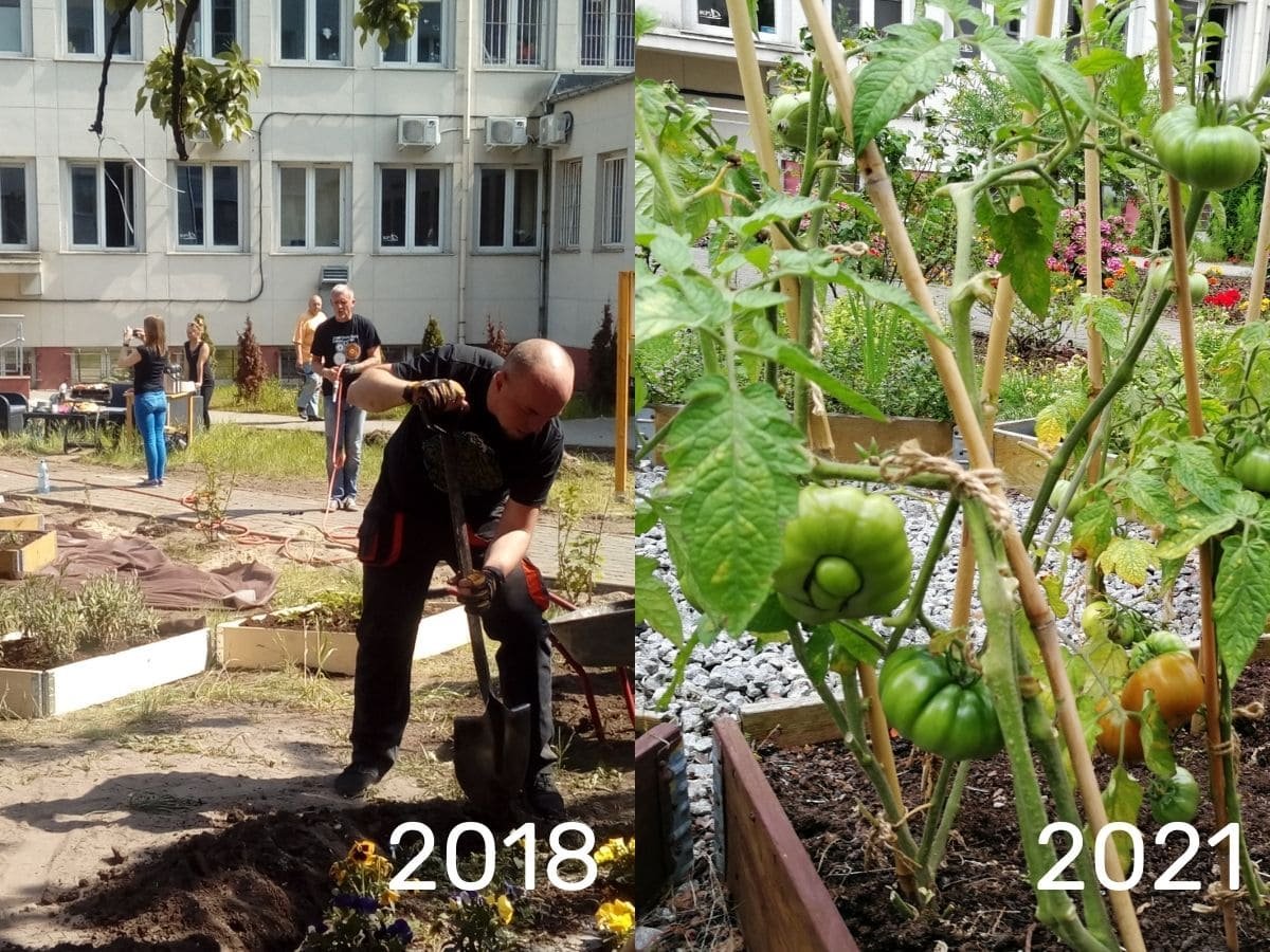 Ogrody społeczne w Gdyni powstały kilka lat temu i z roku na rok pięknieją. Na zdjęciu ogród na Grabówku //fot. archiwum MOPS