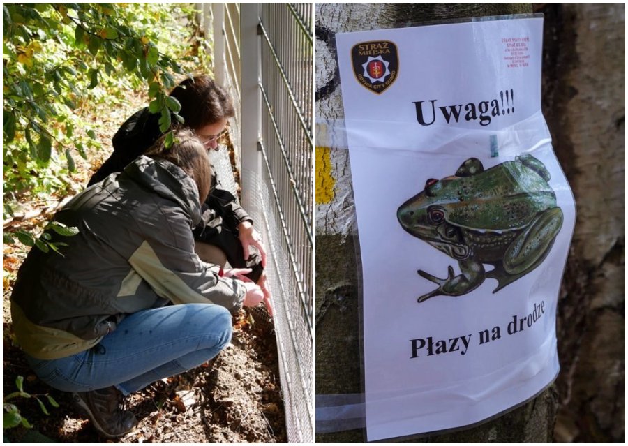 Kolaż zdjęć, z lewej montaż nowego płotu chroniącego migrujące na wiosnę płazy (fot. Trójmiejski Park Krajobrazowy); informacja zwracająca uwagę na płazy na drodze rozwieszana w okresie migracji przez Straż Miejską (fot. gdynia.pl)