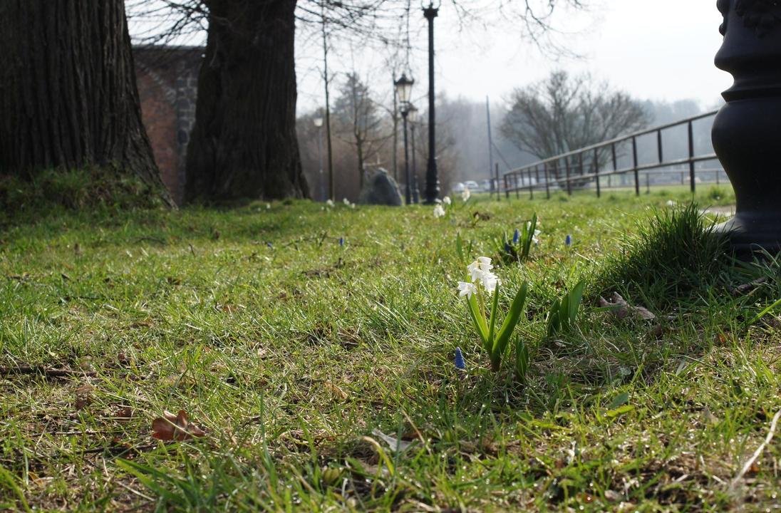 Park Kolibki wiosną 2018, foto Biuro Ogrodnika Miasta