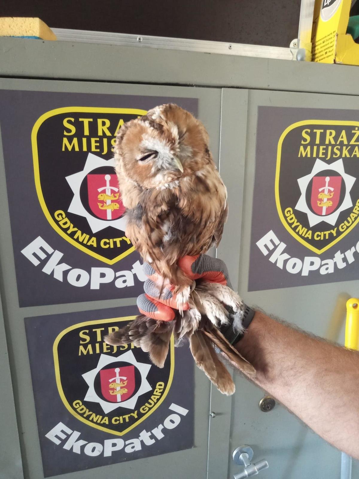 Słowka już dochodzi do siebie w Ostoi // fot. Eko Patrol