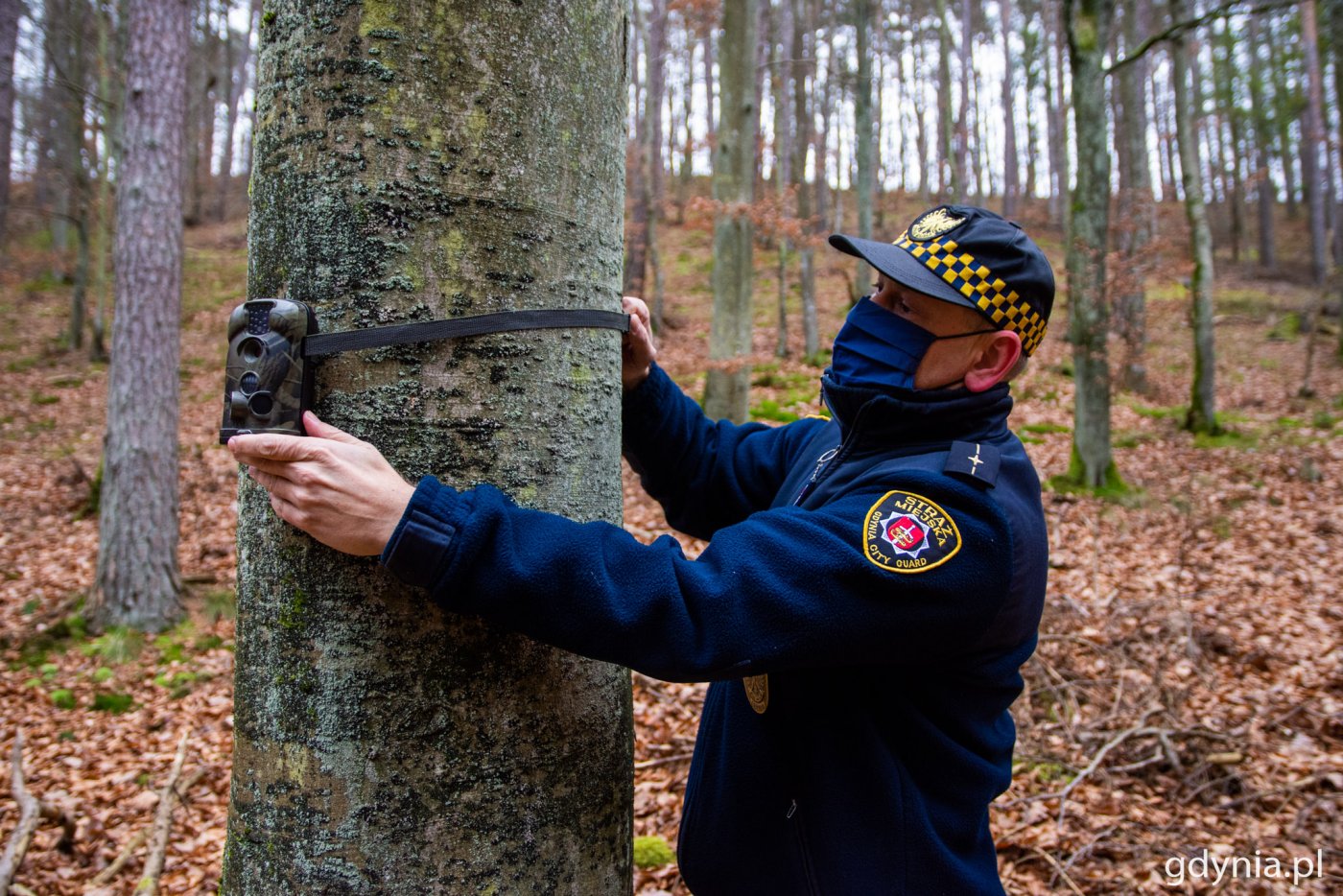 Las. Przy drzewie funkcjonariusz gdyńskiej Straży Miejskiej ubrany w granatowy uniform z emblematami Straży Miejskiej w Gdyni. Strażnik montuje na drzewie fotopułapkę - prostokątne urzadzenie w maskującym ubarwieniu. W drugim planie jesienny las, mnóstwo brązowych liści na ziemi i niemal nagie drzewa.