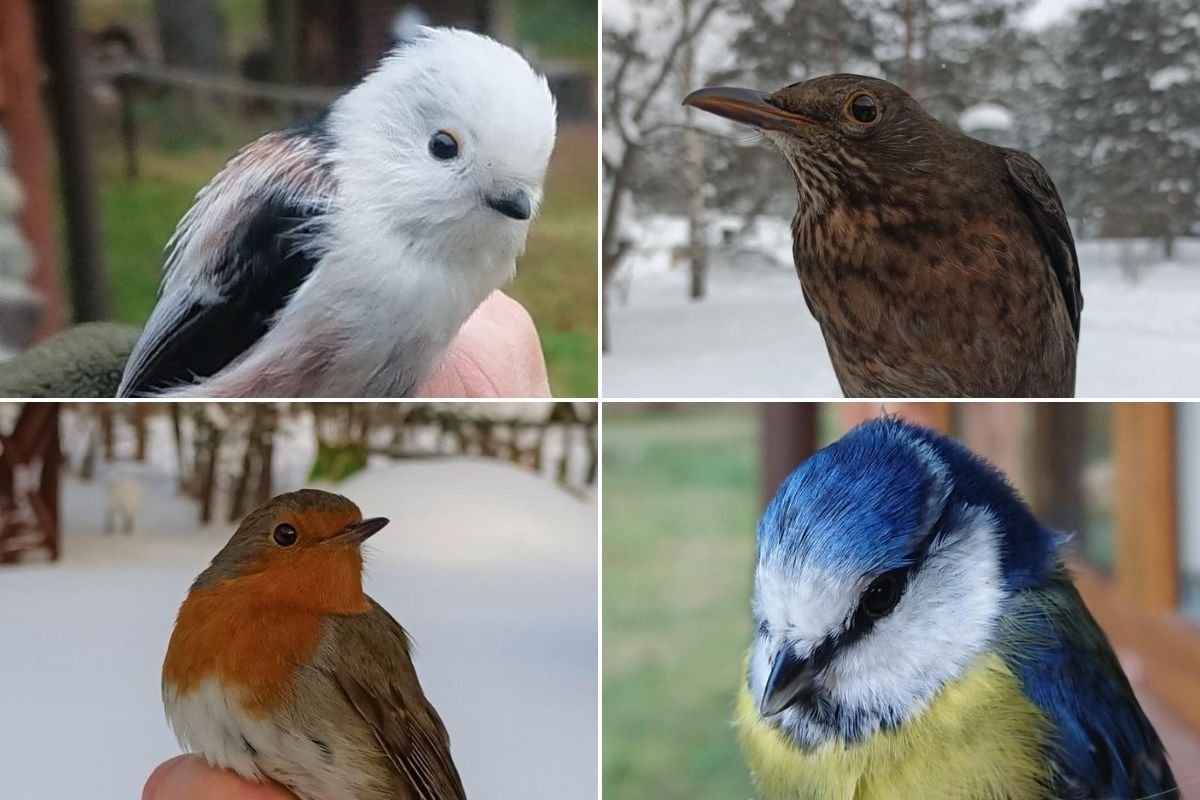 W tym sezonie w sieciach w Leśnym Ogrodzie Botanicznym „Marszewo” znalazło się w sumie 560 ptaków z 15 gatunków.Od lewej: raniuszek, kos, rudzik, sikora modra. // fot. Joanna Bloch-Orłowska