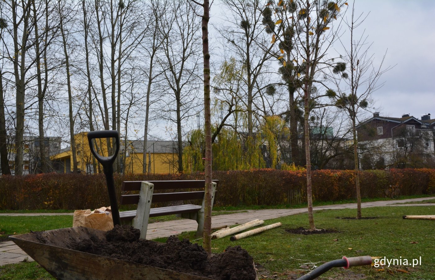 Kolejny etap nasadzania drzew odbył się na Witominie // fot. D. Kowalski
