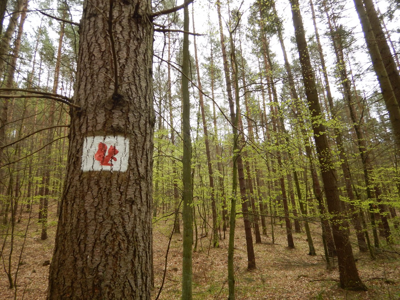 Szlak Wiewiórki oznaczenie szlaku na drzewie symbolem wiewiórki
