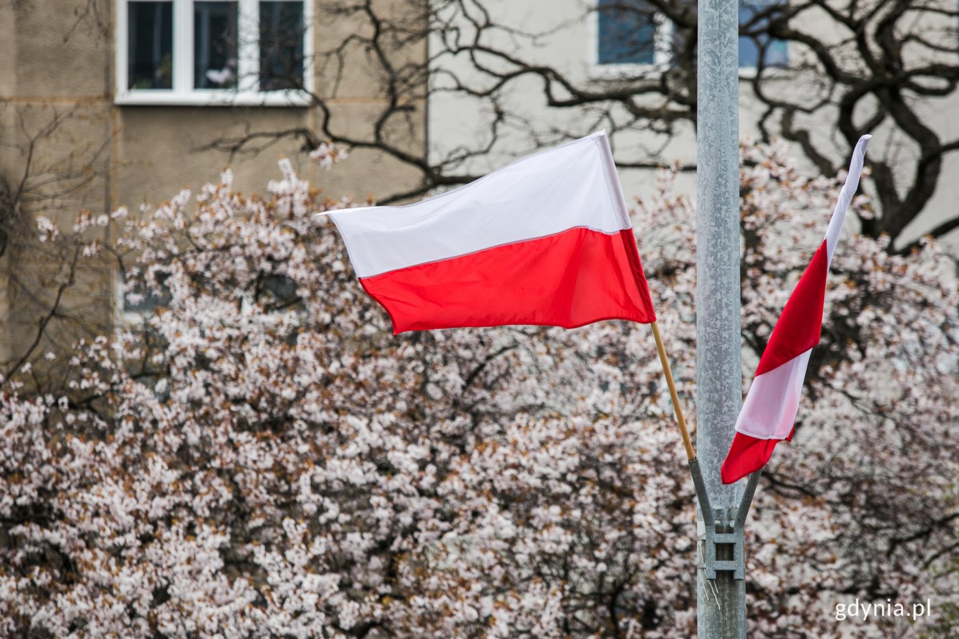 Konkurs ma na celu rozwijanie patriotyzmu i kształtowanie postawy szacunku do symboli narodowych // fot. Karol Stańczak