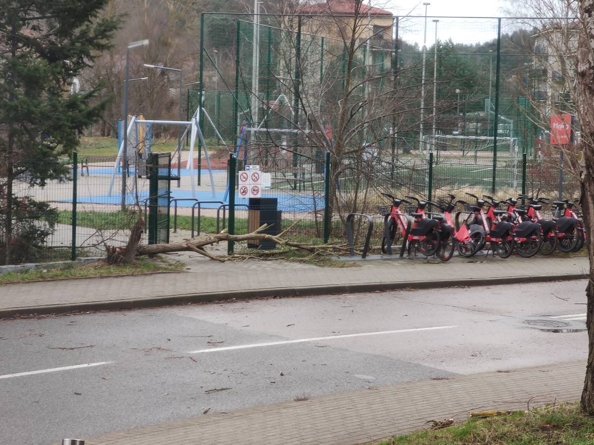 Przewrócone drzewo na ul. Skarbka (fot. nadesłana do ZDiZ w jednym ze zgłoszeń)