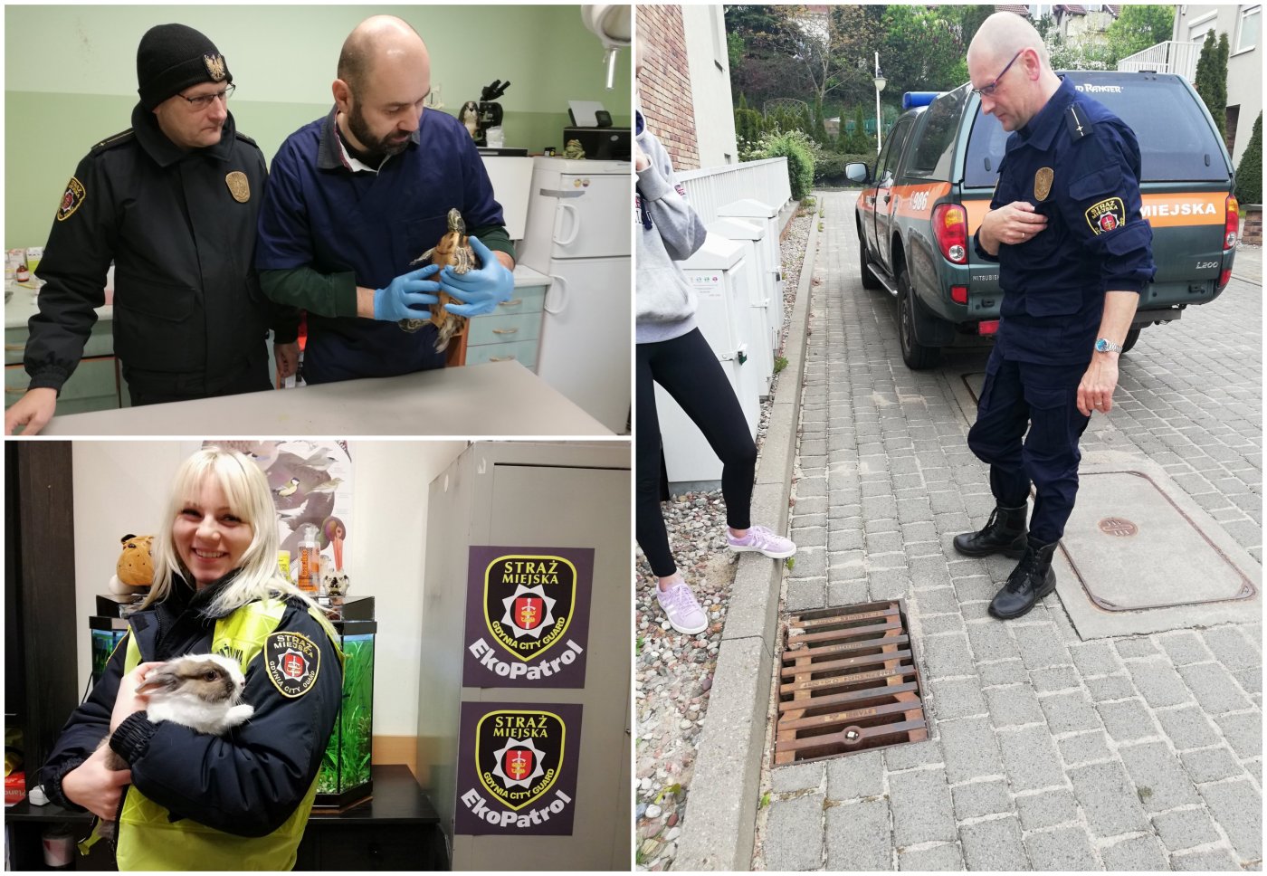 Strażnicy regularnie interweniują przy różnych gatunkach zwierząt, zarówno dzikich, jak i udomowionych. Na zdjęciach kilka z ich interwencji. W ostatnim czasie Ekopatrol przewoził do lecznicy m.in. rannego jeża, fot. Straż Miejska w Gdyni / Ekopatrol