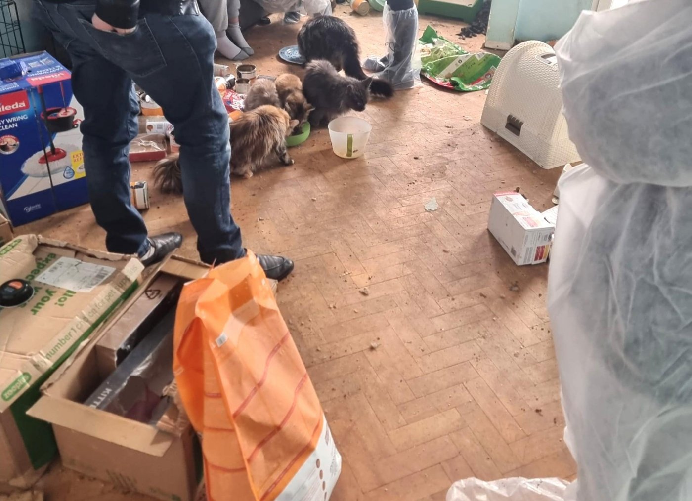 Koty przebywały w tragicznych warunkach (fot. EkoPatrol)