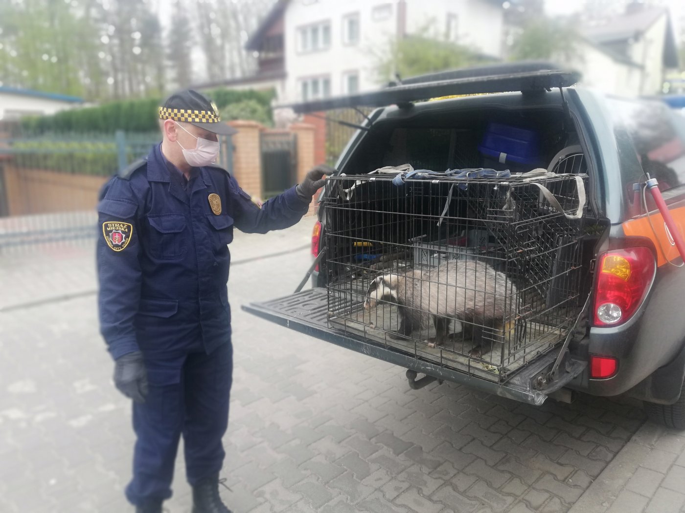 Pojmany przez EkoPatrol borsuk. Fot. Straż Miejska w Gdyni