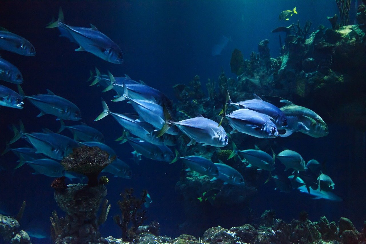 Akwaryści z Gdyni przybliżą najciekawszych mieszkańców oceanu, zdj. ilustracyjne / Pixabay