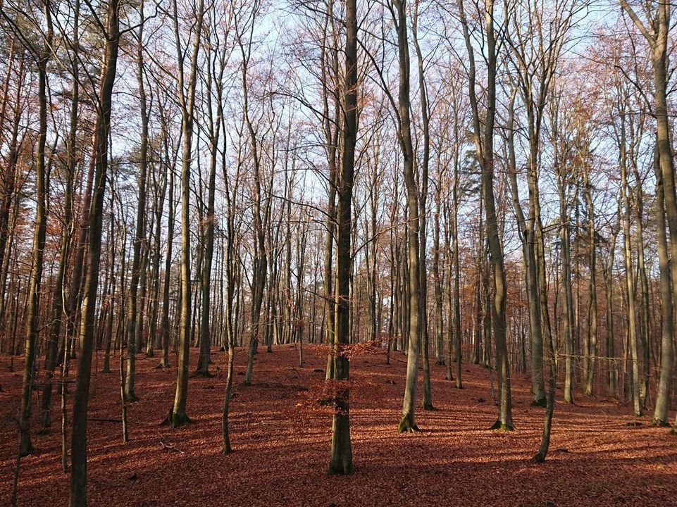 Zdjęcie jesiennego lasu. Widoczne są drzewa pozbawione już liści. Ziemia przybrała kolor pomarańczowy od zrzuconych już liści.