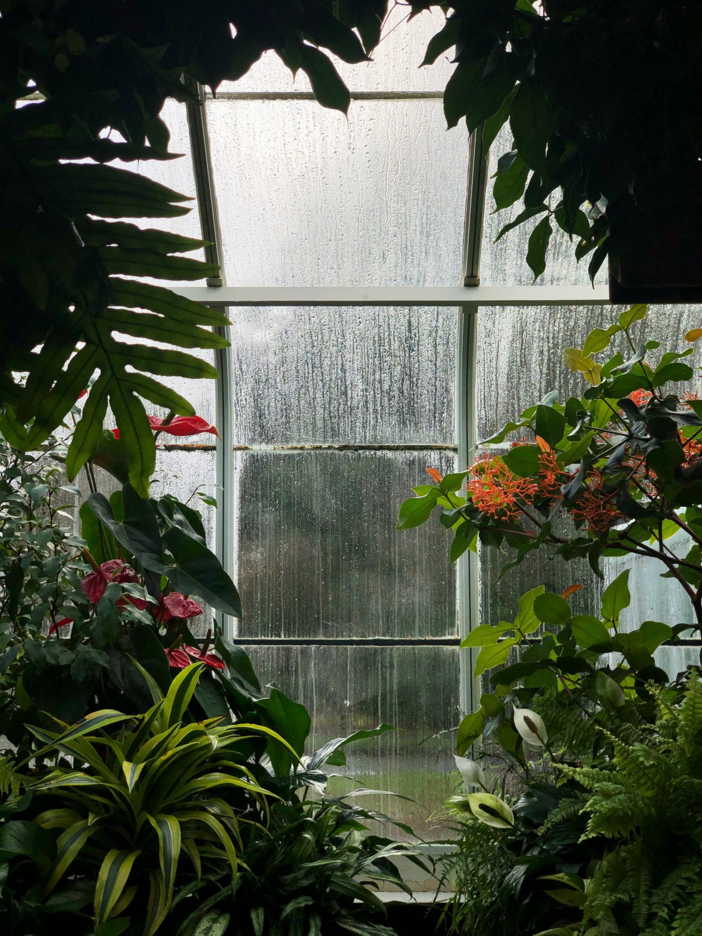 Na zdjęciu rośliny pokazujące przykładowy ogród wertykalny / fot. pexels.com
