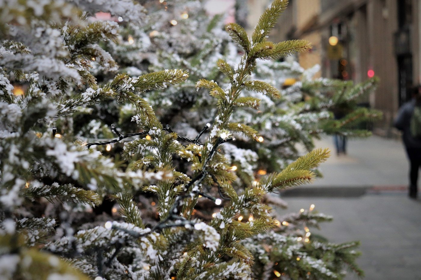 Na pierwszym planie choinka świąteczna przypruszona białym śniegiem oraz ozdobiona lampkami choinkowymi w kolorze ciepłego światła. W tle rozmazana, bliżej nieznana ulica.