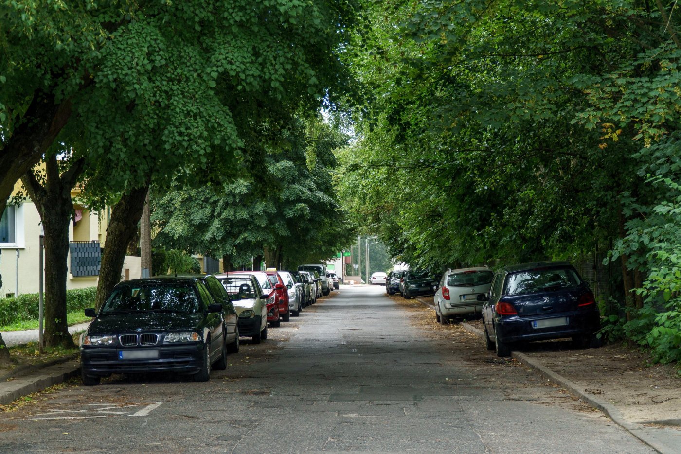 Ulica Nauczycielska latem przypomina zieloną aleję lipową