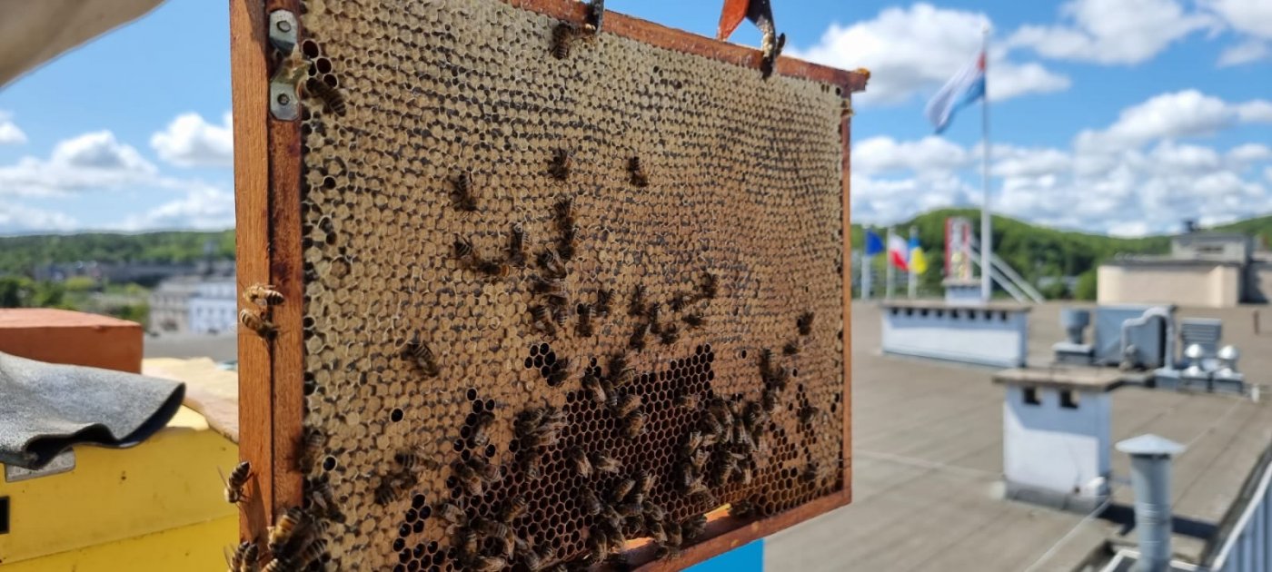 W tym sezonie pszczoły-urzędniczki wyprodukowały 211 kg miodu, fot. Wojciech Albecki