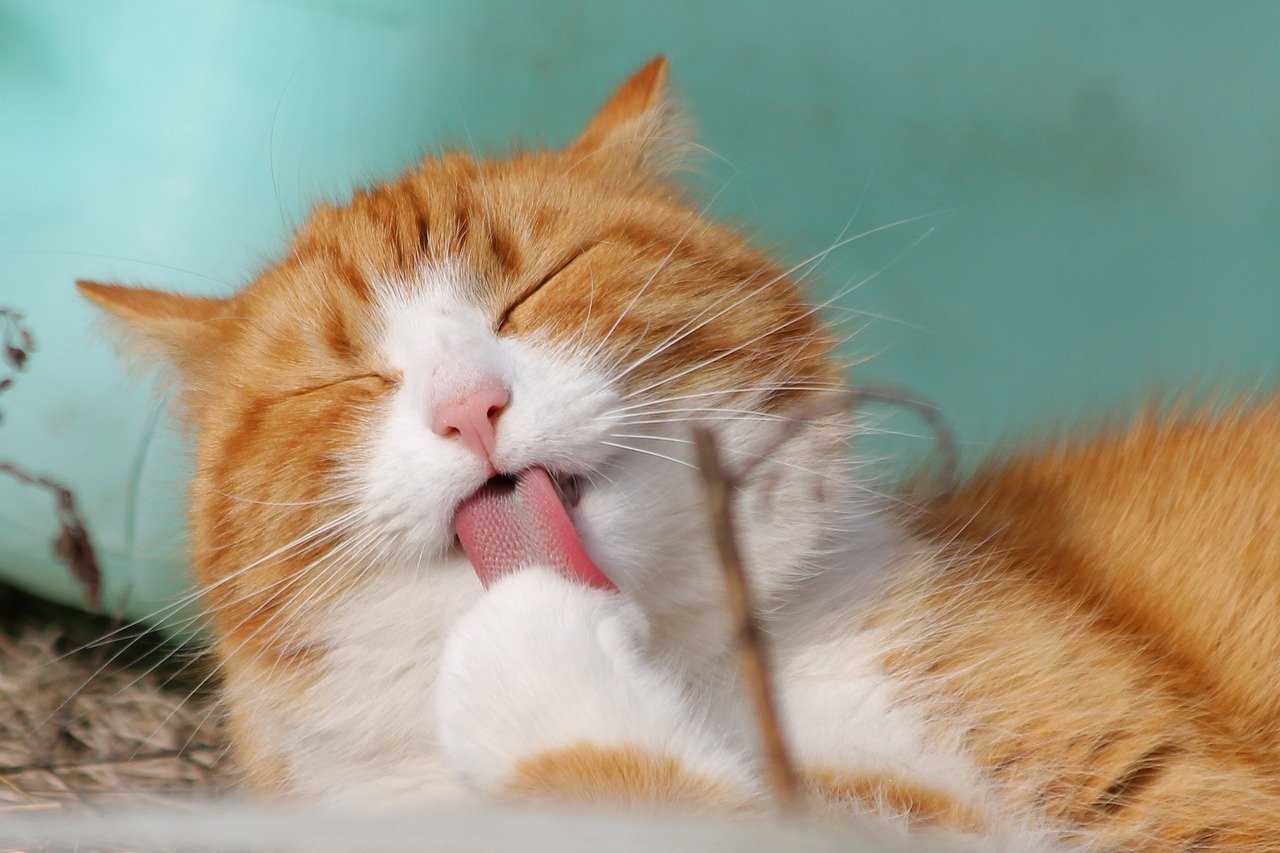 Rusza program bezpłatnych kastracji i sterylizacji kotów mających właściciela. Zapisz swojego mruczka na zabieg. Fot. Pixabay