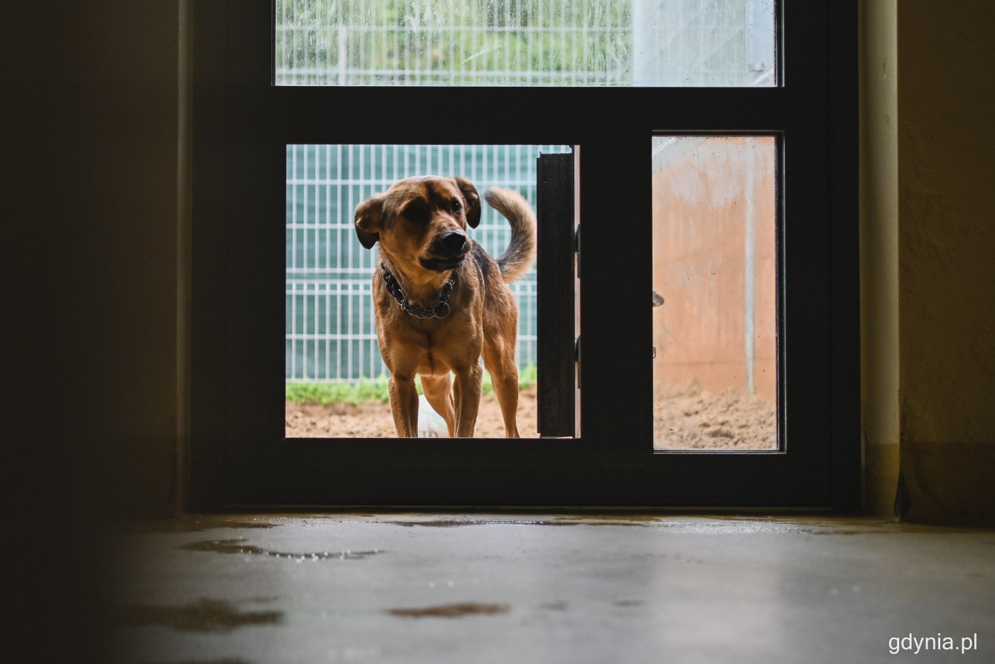 Ogrzewane pomieszczenia, szczelnie oddzielone wybiegi zewnętrzne - takie warunki w gdyńskim Ciapkowie mają psy dzięki nowym budynkom, fot. Kamil Złoch