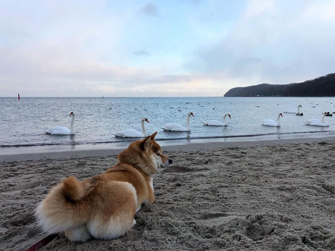 na zdjęciu pies na smyczy leżący na plaży, w tle pięć łabędzi