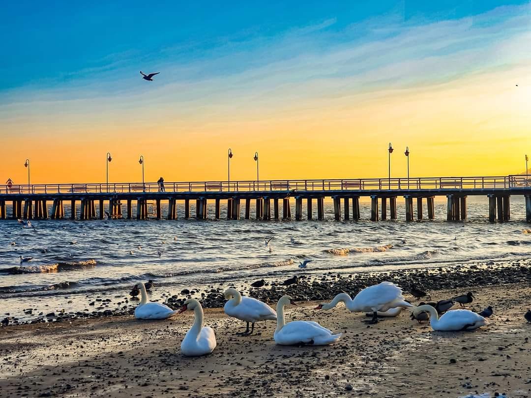 na zdjęciu zaśnieżona plaża i łabędzie
