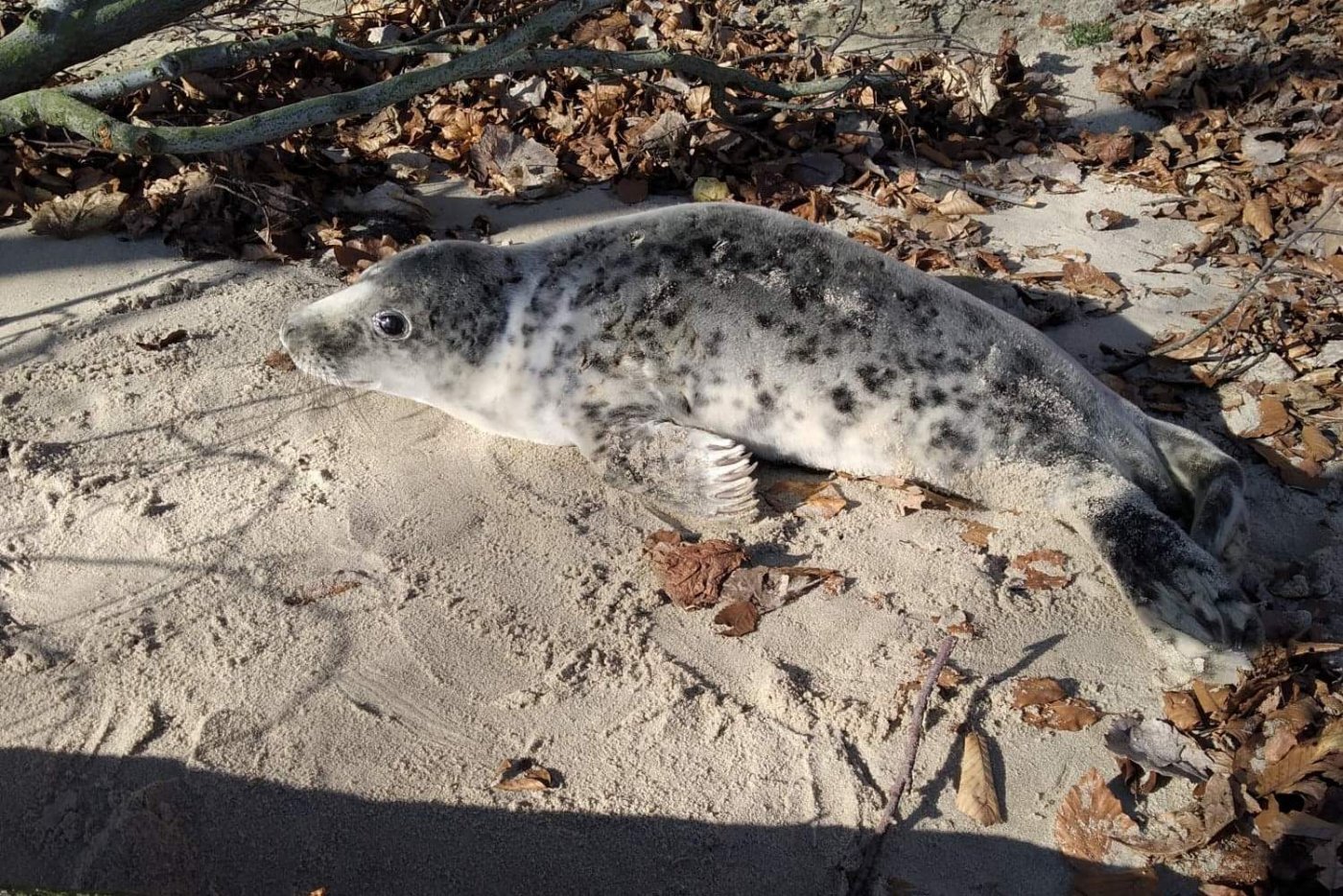 Foka odpoczywała na gdyńskiej plaży // fot. EkoPatrol gdyńskiej Straży Miejskiej