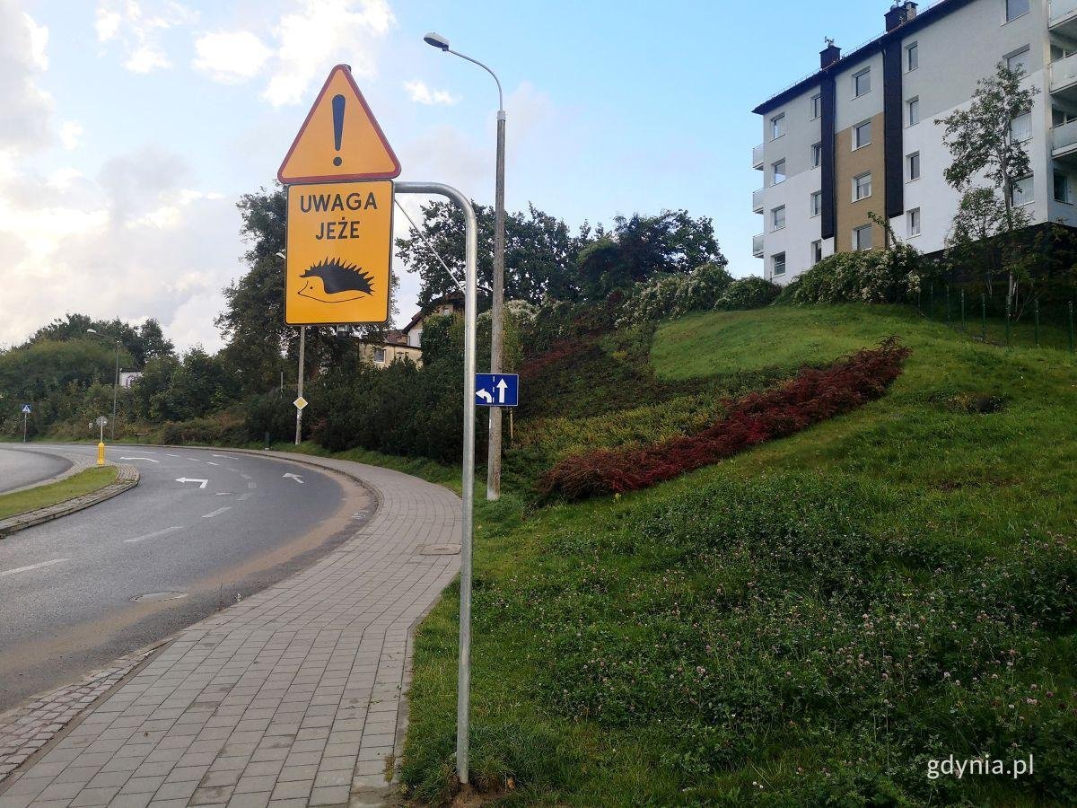 Pierwsze znaki zwracające uwagę na jeże pojawiły się już na gdyńskich drogach (fot. Karolina Szypelt)