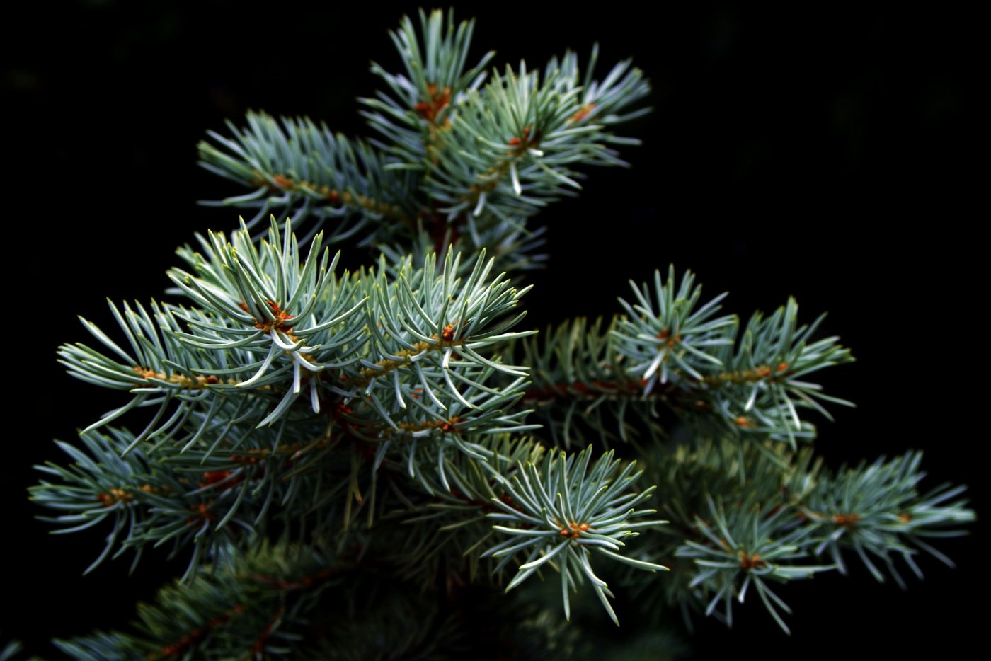 Zielone gałęzie drzewka iglastego (fot. pixabay.com)