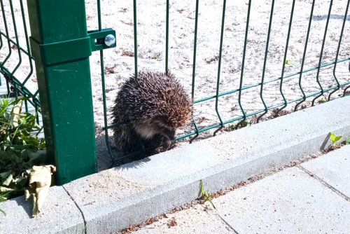 Jeż, który utknął w ogrodzeniu, uratowany przez EkoPatrol (fot. Leonrad Wawrzyniak)