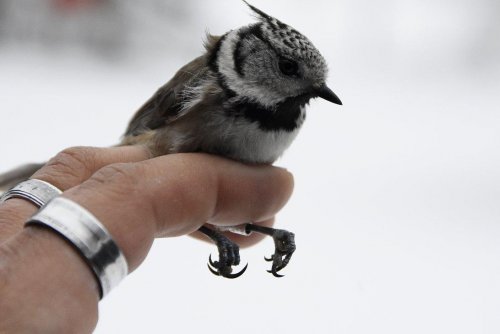 Jedna z najbliższych niedziel w Marszewie poświęcona będzie ptakom (fot. Kamil Zoch)