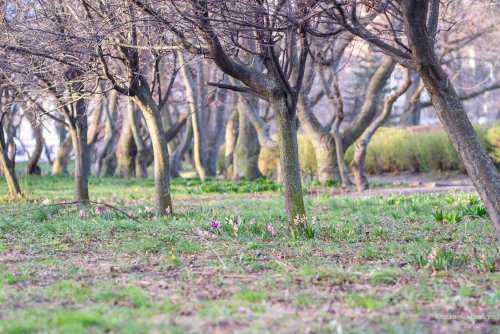 Coraz więcej wiosny w Gdyni. Zdjęcie z naszej grupy na FB „Gdynia w obiektywie