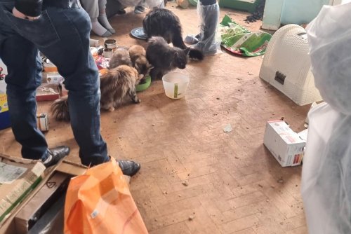 Koty przebywały w tragicznych warunkach (fot. EkoPatrol)