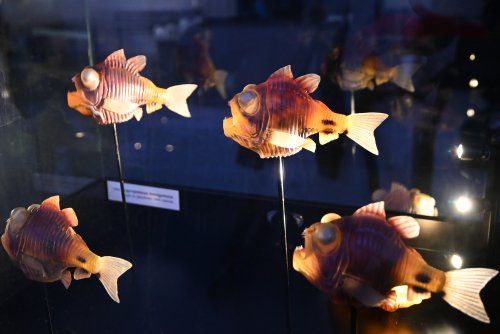 Wystawa w Centrum Nauki Experyment „Tajemnice Głębin