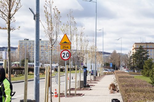 Wiśnie piłkowane już niedługo zakwitną przy Alei Jana Pawła II (fot. Magda Śliżewska)
