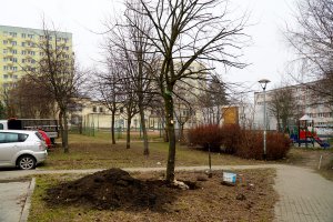 Lipy z ul. Rolniczej przesadzano w pobliże bloków // fot. Laboratorium Innowacji Społecznych