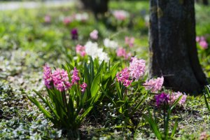 Wiosenne kwiaty w Gdyni