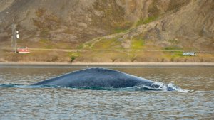 Tytuł zdjęcia: Płetwal błękitny na tle zabudowań Longyearbyen, autor:  Piotr Bałazy, lokalizacja: Norwegia, Svalbard