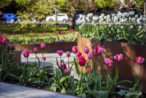 Tulipany w Parku Centralnym. Fot. Przemysław Kozłowski