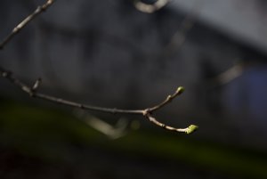 Pąki