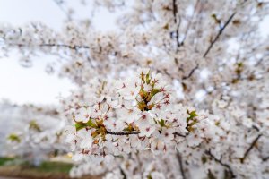 Wiosenne kwiaty w Gdyni