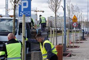 Mężczyźni sadzą drzewa przy Alei Jana Pawła II