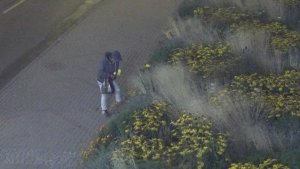 Kradzież kwiatów // archiwum Straży Miejskiej