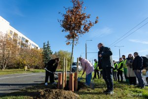 Nasadzenia nowych drzew przy ul. Wielkopolskiej i ul. Chwaszczyńskiej. Na zdjęciu w sadzeniu uczestniczą prezydent Gdyni Aleksandra Kosiorek i radna Teresa Bysewska, obok Tadeusz Schenk, miejski ogrodnik (fot. Kamil Złoch)