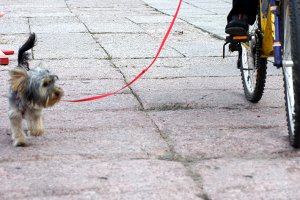 Pies na smyczy idący koło właścicela poruszającego się na rowerze 