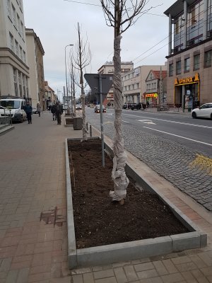 Prace przy sadzeniu nowych drzew