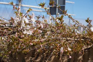 Leżące drzewa wiśni przygotowane do posadzenia