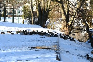 Kaczki nad brzegiem rzeki