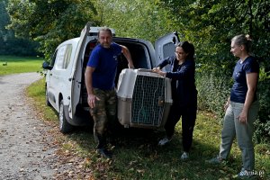 Pracownicy Pomorskiego Ośrodka Rehabilitacji Dzikich Zwierząt &bdquo;Ostoja&rdquo; wynoszący z samochodu kontener z bielikiem
