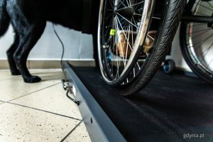 Specjalistyczna waga zakupiona na potrzeby Miejskiej Stacji Pogotowia Ratunkowego w Gdyni (fot. Kamil Złoch)