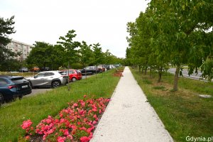 Alejska z różami i drzewami
