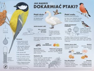 Infografika przedstawiająca podstawowe zasady dokarmiania ptaków